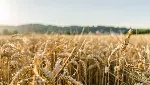 New York Times needs to be fair; India’s farm laws aim at farmers’ betterment New York Times needs to be fair; India’s farm laws aim at farmers’ betterment