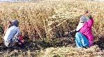 Farm bills have potential to be a notable step forward for Agri reforms: IMF Farm bills have potential to be a notable step forward for Agri reforms: IMF