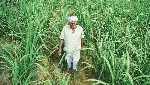 Centre approves Rs 3,500 cr for sugar mills for clearing dues to farmers Centre approves Rs 3,500 cr for sugar mills for clearing dues to farmers