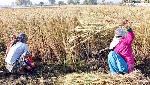 Full text of open letter to WTO by 20 IFS officers backing India's farm laws Full text of open letter to WTO by 20 IFS officers backing India's farm laws