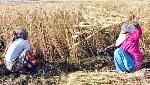 NRIs of San Francisco Bay Area come out in support of India's Farm Laws NRIs of San Francisco Bay Area come out in support of India's Farm Laws