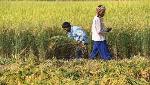 Cabinet approves pact between India, Fiji for co-operation in agriculture sector Cabinet approves pact between India, Fiji for co-operation in agriculture sector