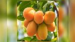 16 varieties of Indian mangoes to reach Bahrain today 16 varieties of Indian mangoes to reach Bahrain today