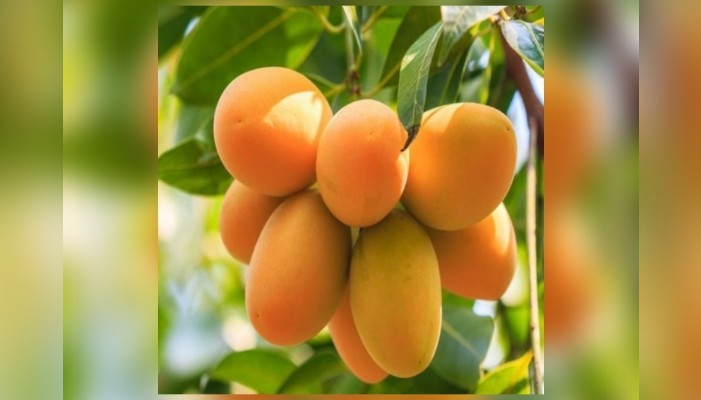 mohan bhog mango