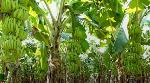 In boost to GI certified agricultural produce from India, Jalgaon banana reaches Dubai In boost to GI certified agricultural produce from India, Jalgaon banana reaches Dubai
