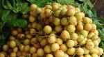 Assam-grown Burmese grapes exported to Dubai Assam-grown Burmese grapes exported to Dubai