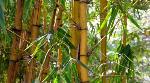 India launches bamboo-based project to stop desertification, enhance tribal income India launches bamboo-based project to stop desertification, enhance tribal income