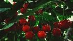 First shipment of Mishri cherries from Kashmir Valley exported to Dubai First shipment of Mishri cherries from Kashmir Valley exported to Dubai