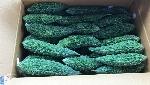 In a first, vegetables from Uttarakhand exported to the UAE In a first, vegetables from Uttarakhand exported to the UAE