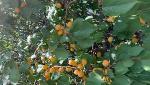 In boost to agricultural exports from region, first consignment of Ladakh Apricot shipped to Dubai In boost to agricultural exports from region, first consignment of Ladakh Apricot shipped to Dubai