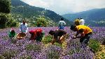 Integrated Aroma Dairy Entrepreneurship proposed to increase income of Jammu & Kashmir farmers Integrated Aroma Dairy Entrepreneurship proposed to increase income of Jammu & Kashmir farmers