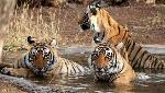 Zoological Survey of India, UK's Natural History Museum sign MoU on faunal diversity research Zoological Survey of India, UK's Natural History Museum sign MoU on faunal diversity research