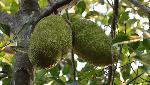 In a first, value-added products from Jackfruit, Passion fruit & Nutmeg from Kerala exported to Australia In a first, value-added products from Jackfruit, Passion fruit & Nutmeg from Kerala exported to Australia