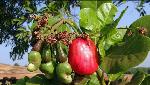 India signs $100 million loan with ADB for agribusiness development in Maharashtra India signs $100 million loan with ADB for agribusiness development in Maharashtra