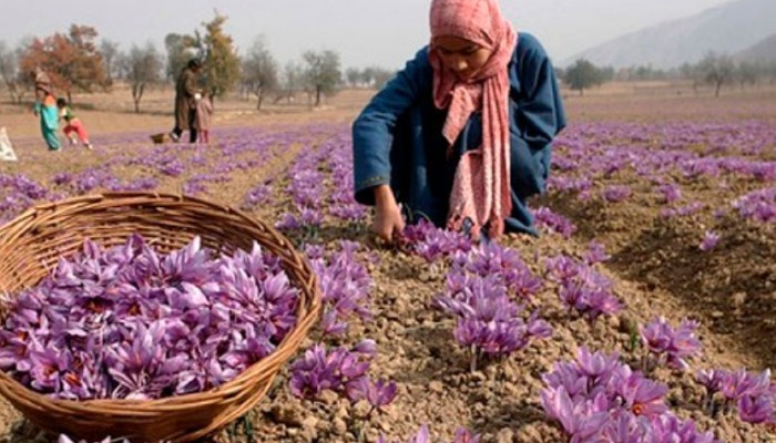 Trilangual Land Pasbooks to be issued to landholders in Jammu and Srinagar Trilangual Land Pasbooks to be issued to landholders in Jammu and Srinagar
